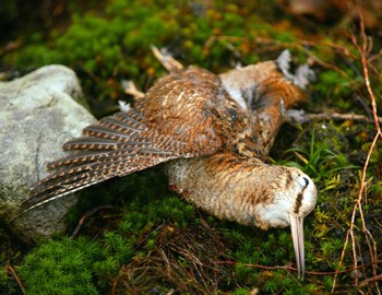 woodcock
