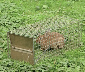 rabbit trap