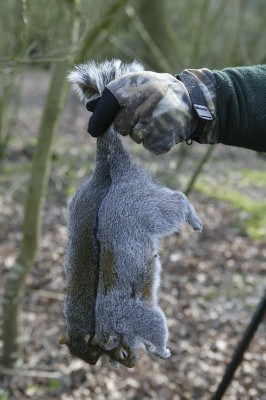 squirrel