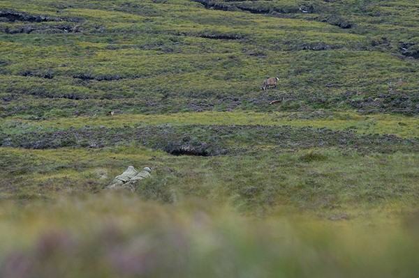 Stalking Sutherland