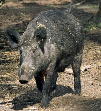 wild boar in wood.jpg