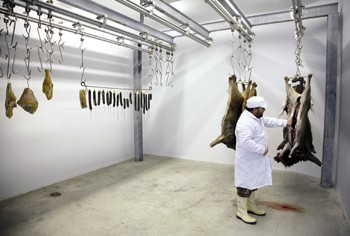 deer hanging in larder.jpg
