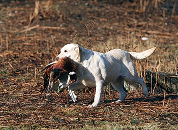 gun dog lab with pheasant.jpg