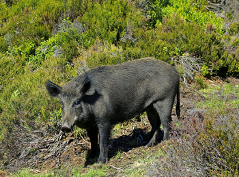 wild boar.jpg