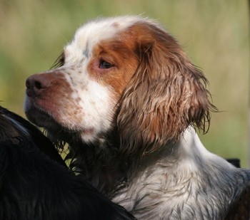Working spaniel small