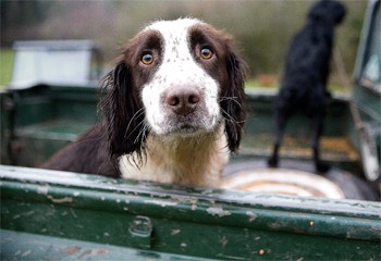 spaniel shoot day.jpg