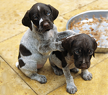 Is Addison S Disease Hereditary In Dogs Is Addison S Disease Hereditary In Dogs