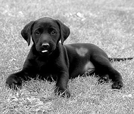black lab pup with white patches.jpg