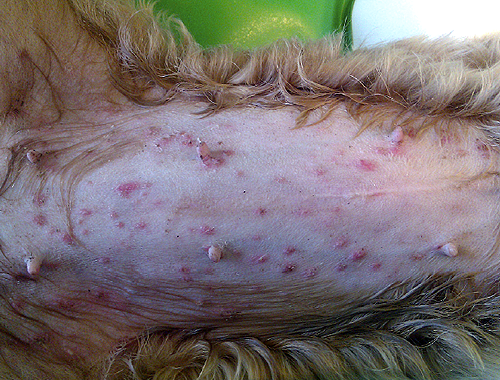 puppy impetigo my gundog puppy is covered in spots shooting uk puppy impetigo my gundog puppy is covered in spots shooting uk