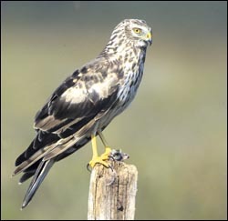 henharrier