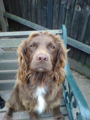stolen dog 3