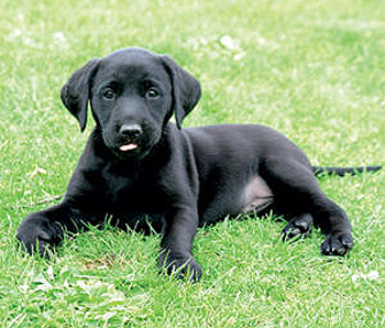 when do lab puppies stop biting how can i my gundog puppy to stop biting shooting uk when do lab puppies stop biting how can i my gundog puppy to stop biting shooting uk
