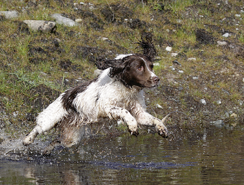 gundog spaniel leaping into water.png