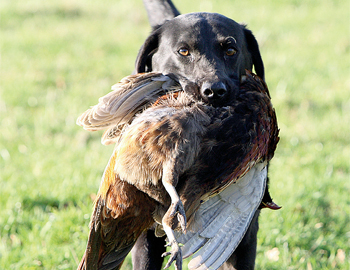 lab gundog bird.jpg