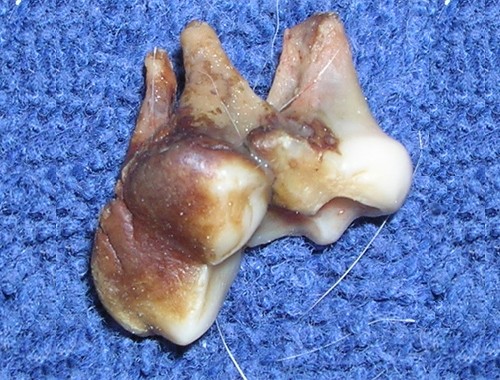 Dog Tooth Extraction Cost Uk Dog Tooth Extraction Cost Uk