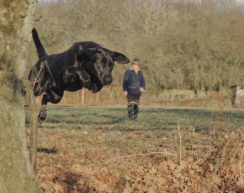 Gundog training stop whistle