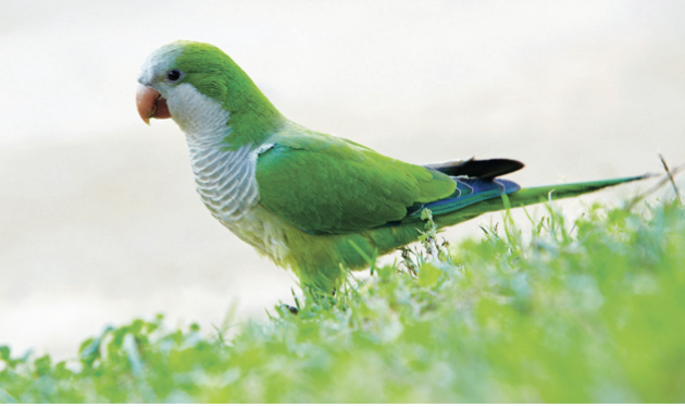 Ring Necked Parakeet For Sale Uk Ring Necked Parakeet For Sale Uk
