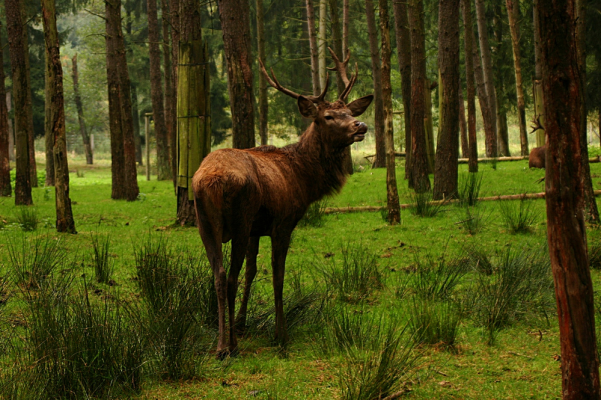 deer stalking season