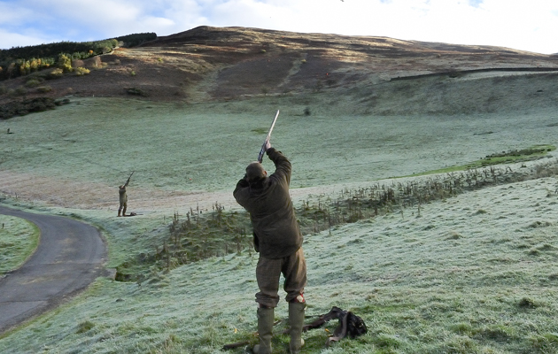 Partridge and pheasant shooting at Bowhill, Scottish Borders