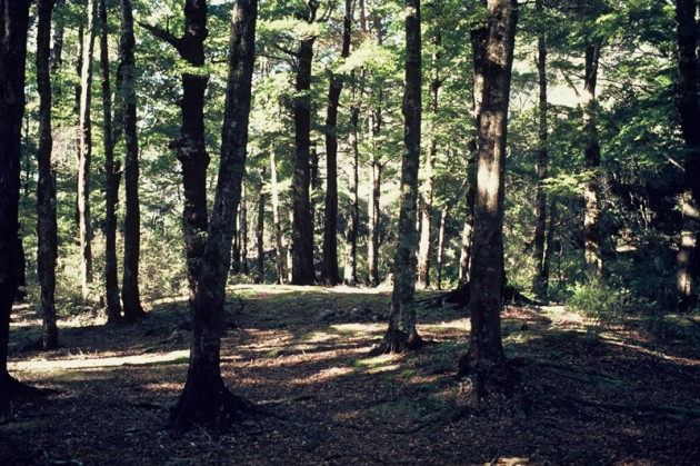 Orongorongo Valley