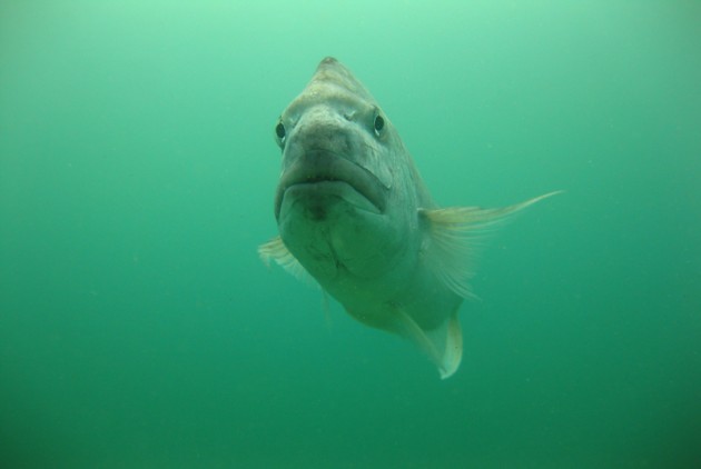Snapper Leigh marine Reserve