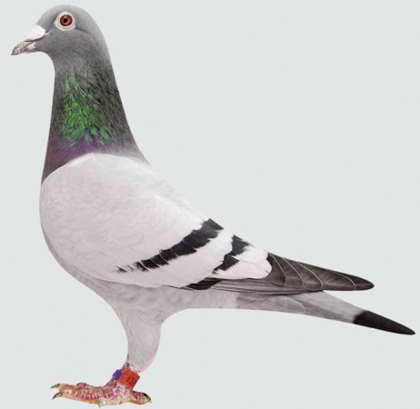 fatPIGEON