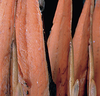 kippers
