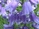 bluebells