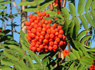 rowan-jelly