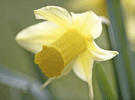 spring7thumb.gif