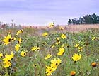 meadow