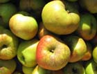apples