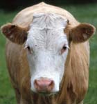 cow