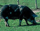 pig33