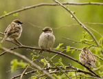 garden birds