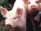 Pigs