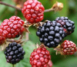 brambles