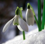 snowdrop