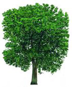 ash tree