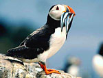A Puffin