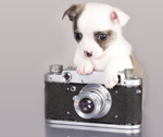 dog photographer of the year thumb.jpg