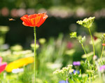 wildflower meadow thumb.jpg