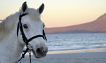 Bugsy of Conemara Equestrian Escapes