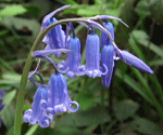 bluebells