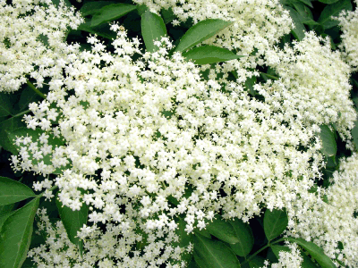 Elderflower main