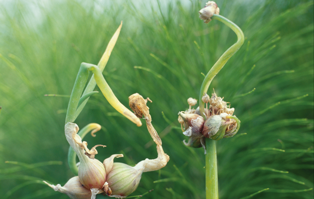 The Onion Plant Stores Food In Its What The Onion Plant Stores Food In Its What